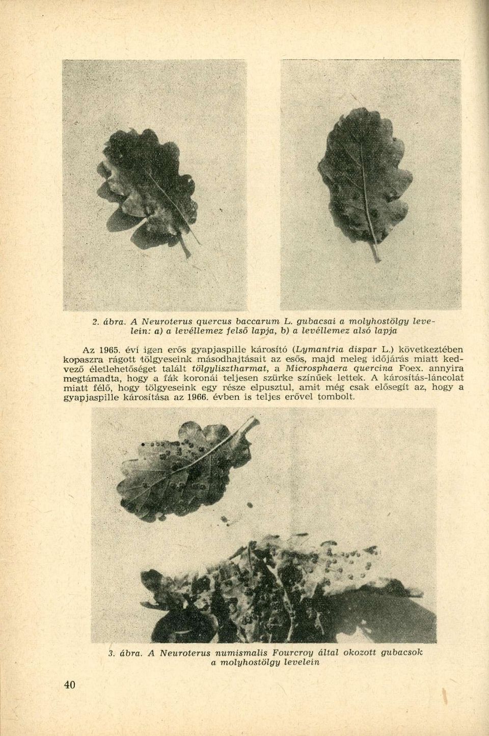 ) következtében kopaszra rágott tölgyeseink másodhajtásait az esős, majd meleg időjárás miatt kedvező életlehetőséget talált tölgylisztharmat, a Microsphaera quercína Foex.