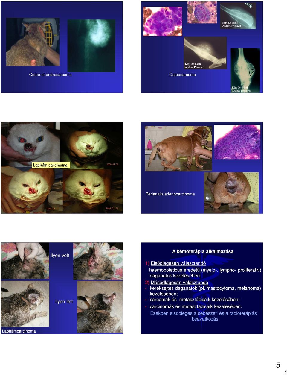 haemopoieticus eredetű (myelo-, lympho- proliferativ) daganatok kezelésében. 2) Másodlagosan választandó kereksejtes daganatok (pl.