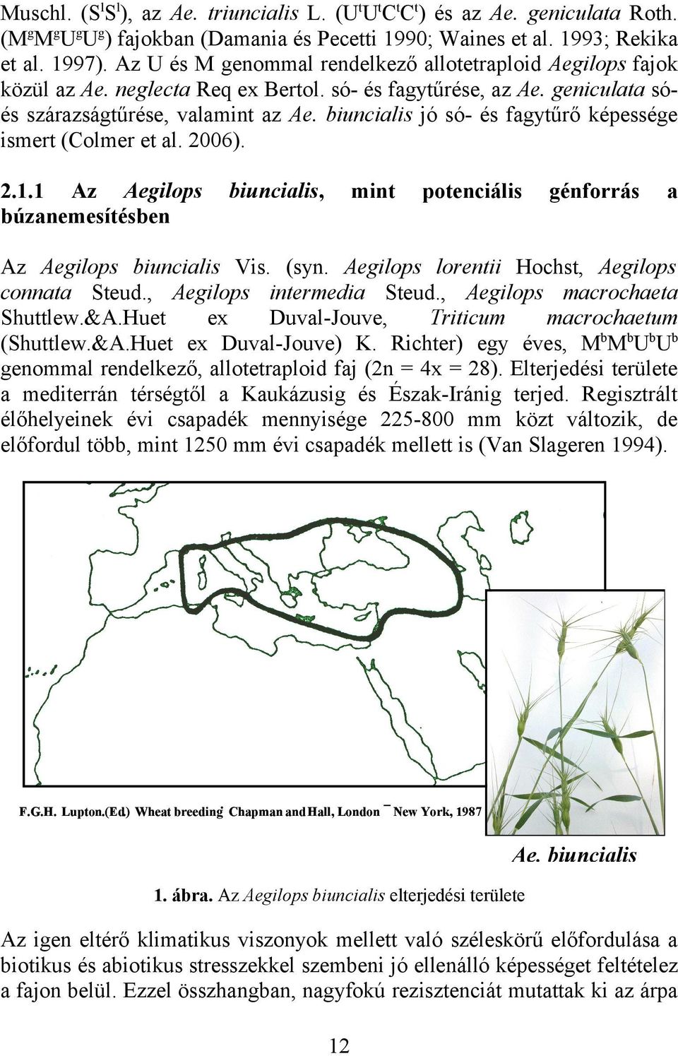 biuncialis jó só- és fagytűrő képessége ismert (Colmer et al. 2006). 2.1.1 Az Aegilops búzanemesítésben biuncialis, mint potenciális génforrás a Az Aegilops biuncialis Vis. (syn.