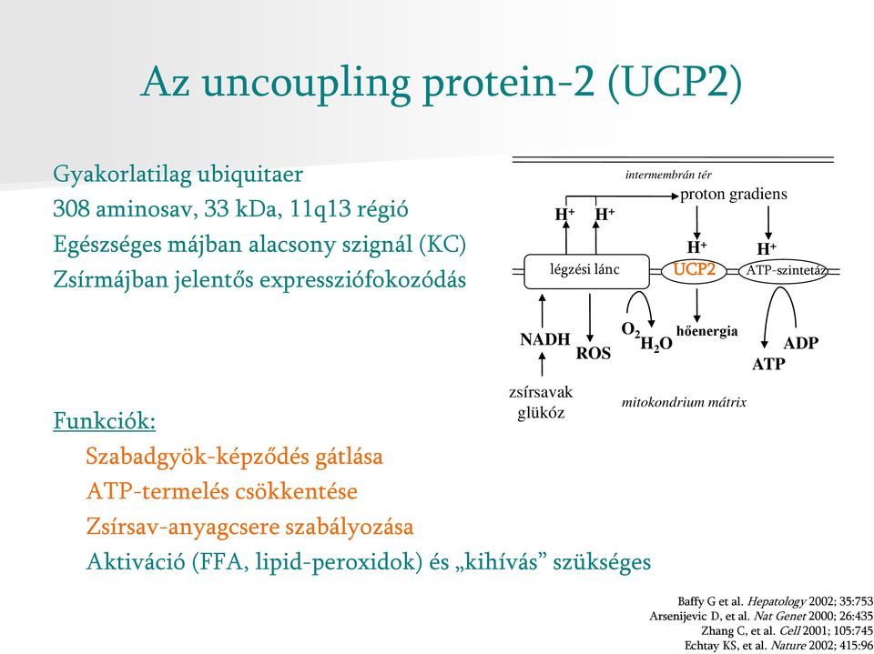 Funkciók: Szabadgyök-képződés gátlása ATP-termelés csökkentése Zsírsav-anyagcsere szabályozása Aktiváció (FFA, lipid-peroxidok) és kihívás szükséges