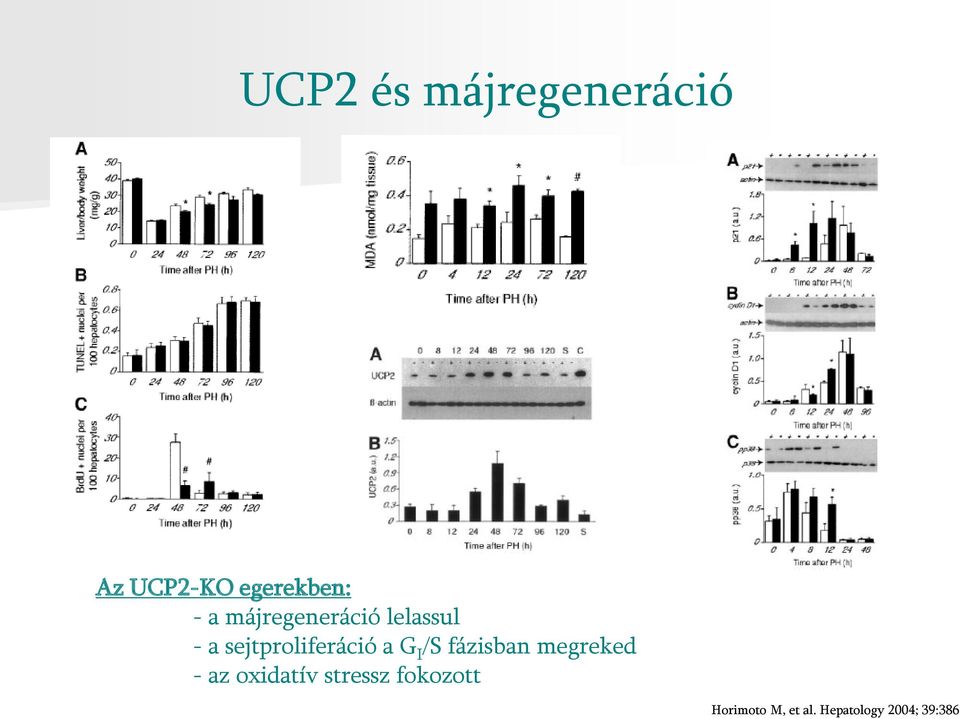 I /S fázisban megreked - az oxidatív stressz