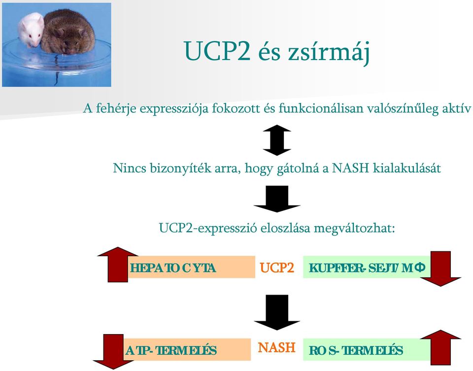 hogy gátolná a NASH kialakulását UCP2-expresszió eloszlása