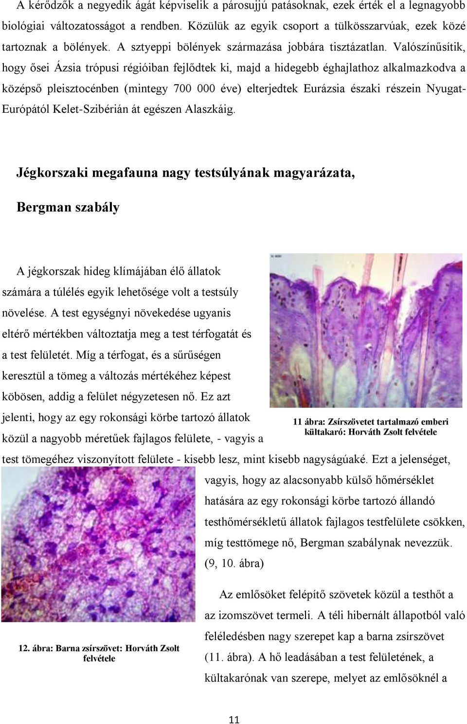 Valószínűsítik, hogy ősei Ázsia trópusi régióiban fejlődtek ki, majd a hidegebb éghajlathoz alkalmazkodva a középső pleisztocénben (mintegy 700 000 éve) elterjedtek Eurázsia északi részein Nyugat-