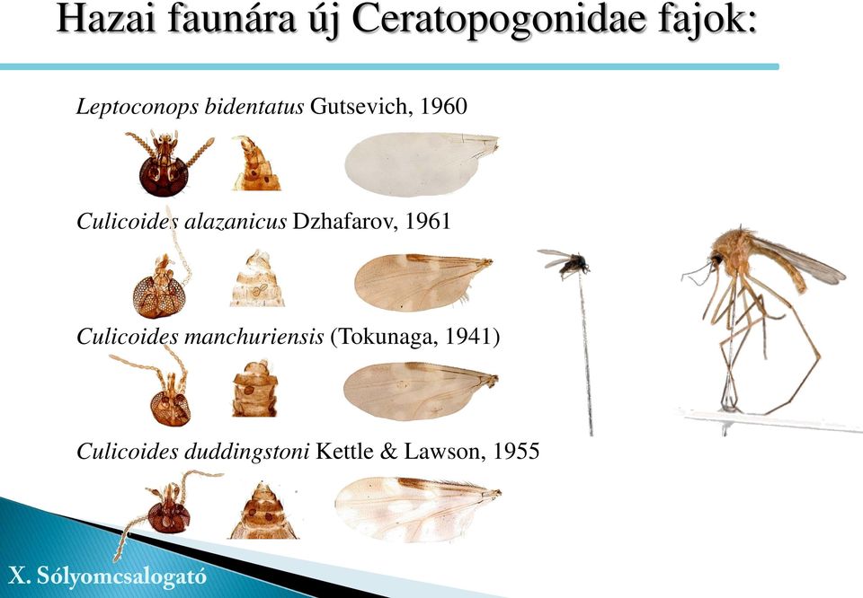 alazanicus Dzhafarov, 1961 Culicoides