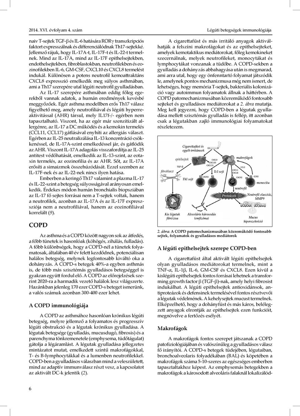 Különösen a potens neutrofil kemoattraktáns CXCL8 expresszió emelkedik meg súlyos asthmában, ami a Th17 szerepére utal légúti neutrofil gyulladásban.