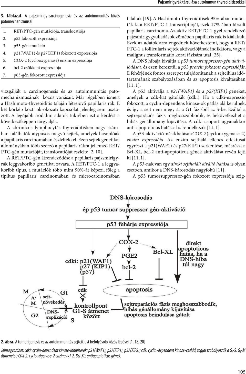 p63-gén fokozott expressiója vizsgálják a carcinogenesis és az autoimmunitás patomechanizmusának közös vonásait. Már régebben ismert a Hashimoto-thyreoiditis talaján létrejövő papillaris rák.