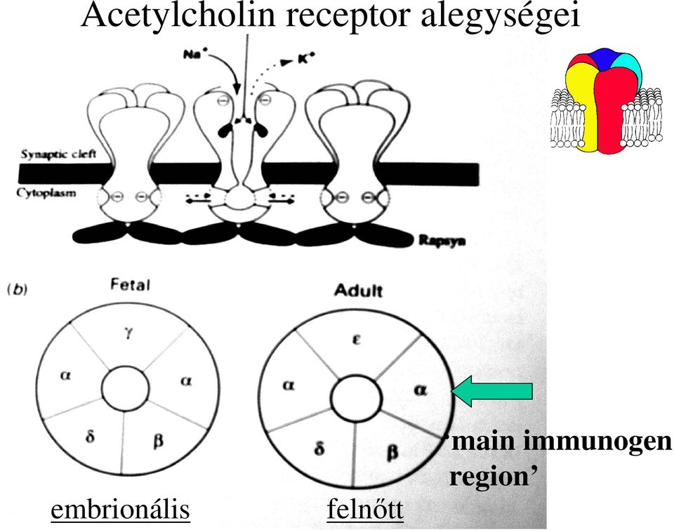 alegységei