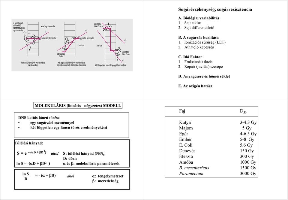 Az oxigén hatása MOLEKULÁRIS (lináris - négyzts) MODELL DS kttős láncú törés gy sugárzási sménnyl két függtln gy láncú törés rdményként Túlélési hányad: S (αd+ βd 2 ) ahol