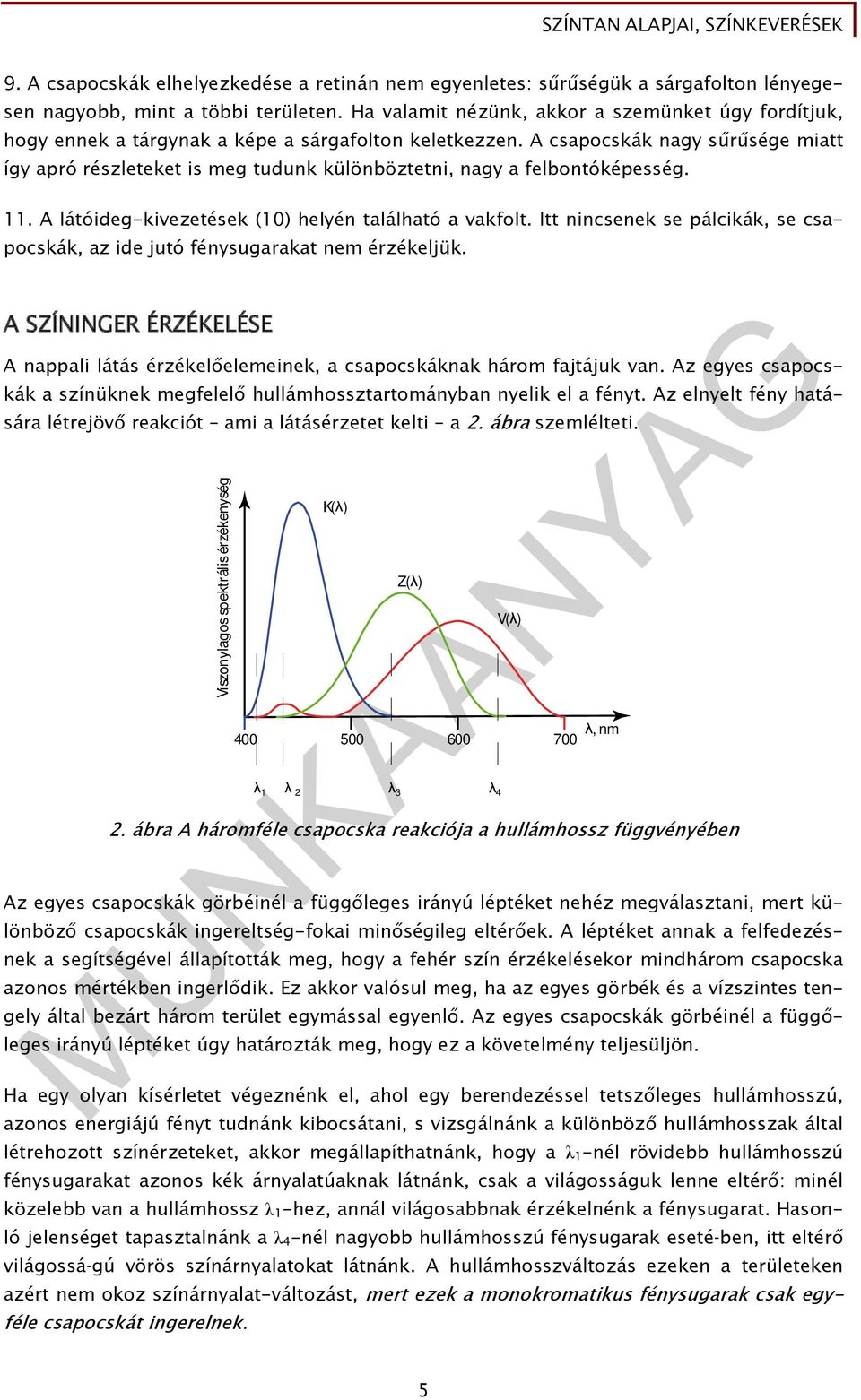 A csapocskák nagy sűrűsége miatt így apró részleteket is meg tudunk különböztetni, nagy a felbontóképesség. 11. A látóideg-kivezetések (10) helyén található a vakfolt.