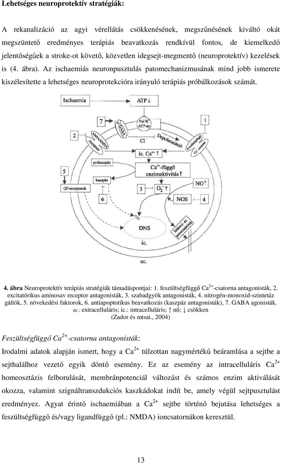 Az ischaemiás neuronpusztulás patomechanizmusának mind jobb ismerete kiszélesítette a lehetséges neuroprotekcióra irányuló terápiás próbálkozások számát. 4.