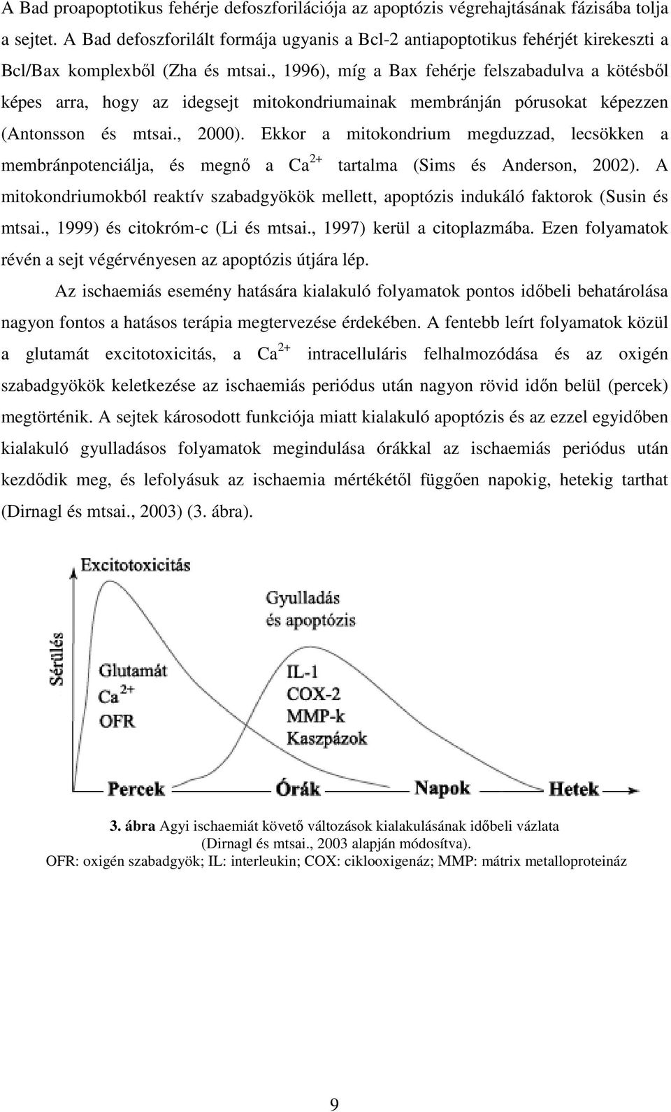 , 1996), míg a Bax fehérje felszabadulva a kötésbıl képes arra, hogy az idegsejt mitokondriumainak membránján pórusokat képezzen (Antonsson és mtsai., 2000).