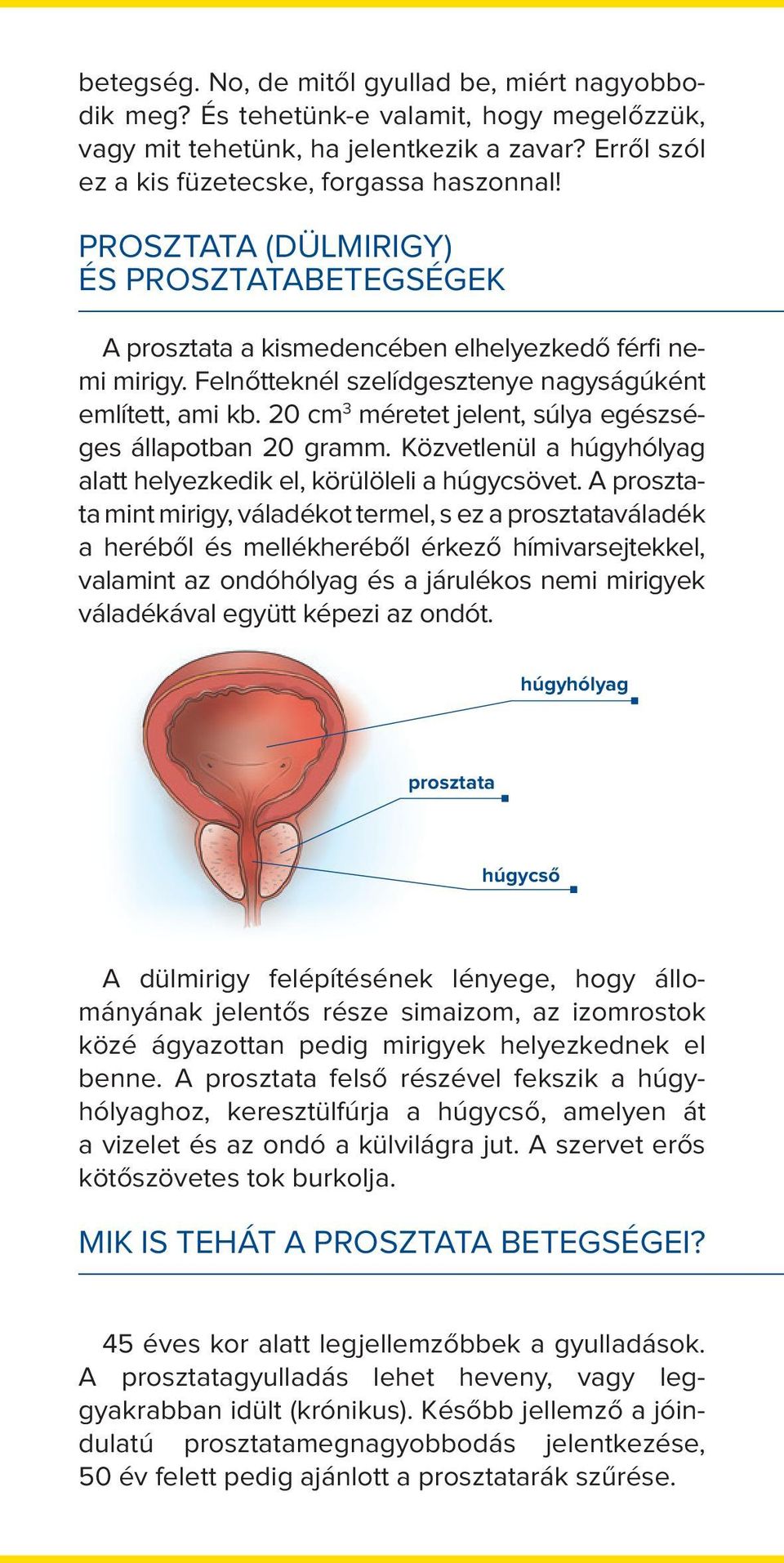 20 cm 3 méretet jelent, súlya egészséges állapotban 20 gramm. Közvetlenül a húgyhólyag alatt helyezkedik el, körülöleli a húgycsövet.