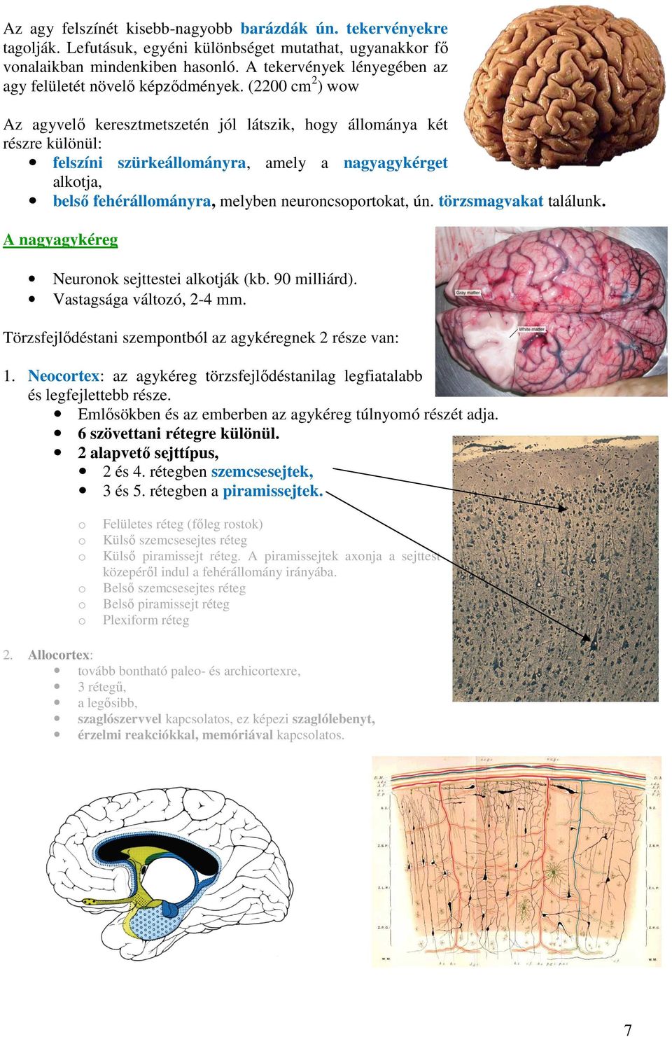 (2200 cm 2 ) ww Az agyvelő keresztmetszetén jól látszik, hgy állmánya két részre különül: felszíni szürkeállmányra, amely a nagyagykérget alktja, belső fehérállmányra, melyben neurncsprtkat, ún.