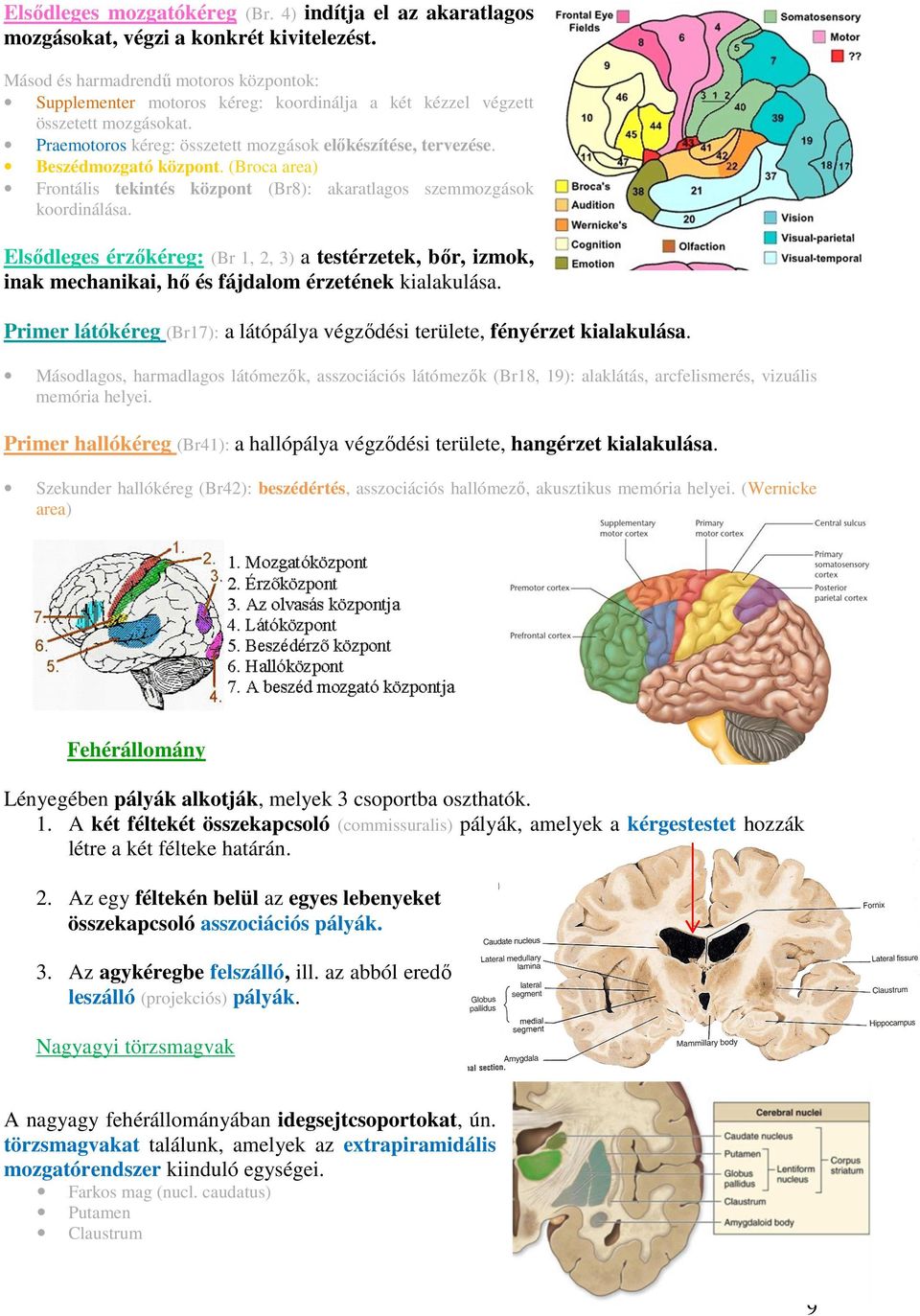 (Brca area) Frntális tekintés közpnt (Br8): akaratlags szemmzgásk krdinálása. Elsődleges érzőkéreg: (Br 1, 2, 3) a testérzetek, bőr, izmk, inak mechanikai, hő és fájdalm érzetének kialakulása.