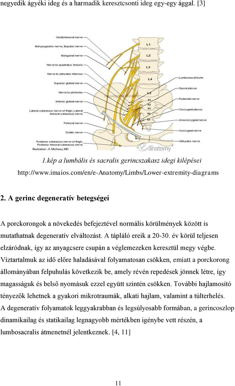 év körül teljesen elzáródnak, így az anyagcsere csupán a véglemezeken keresztül megy végbe.