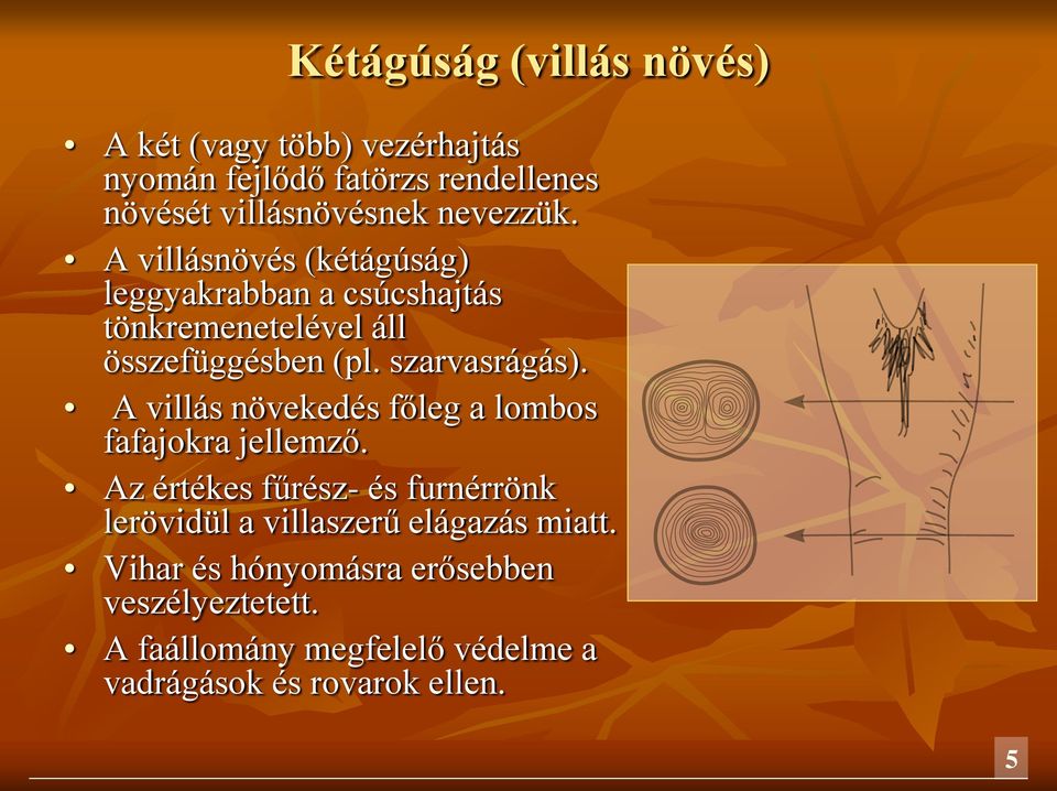 szarvasrágás). A villás növekedés főleg a lombos fafajokra jellemző.