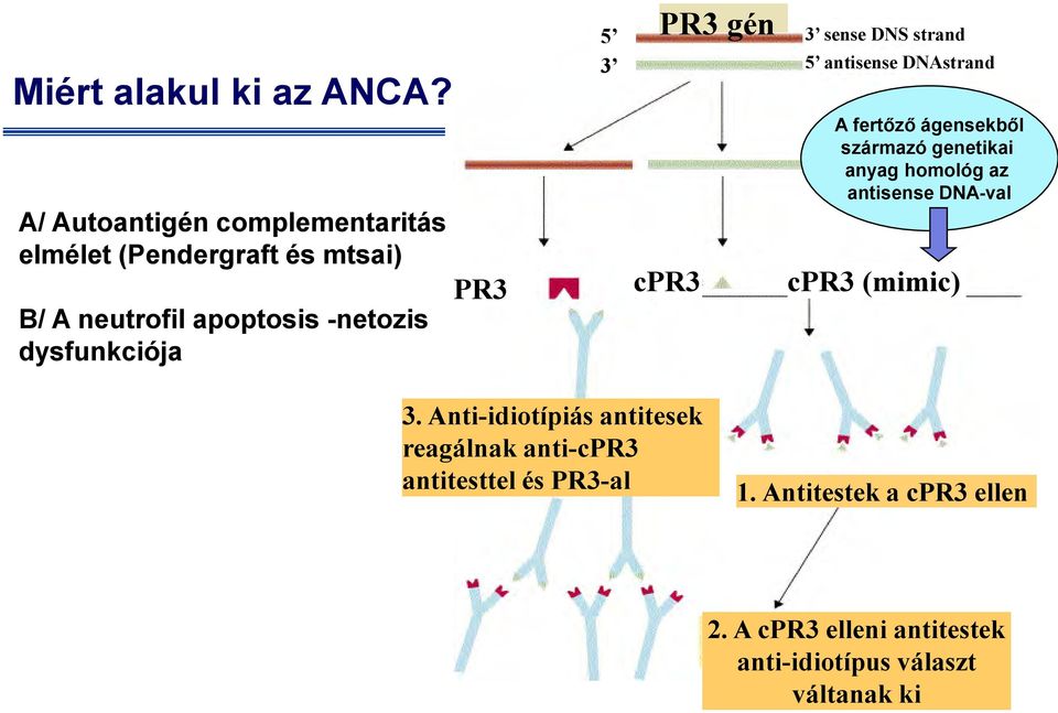 PR3 gén 5 3 sense DNS strand 3 5 antisense DNAstrand A fertőző ágensekből származó genetikai anyag homológ az