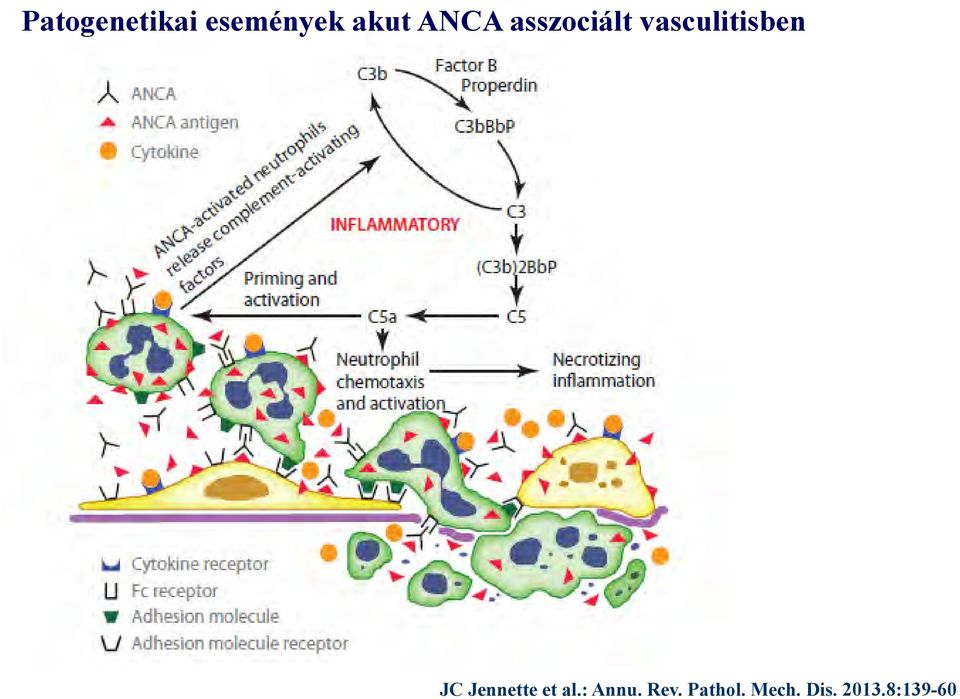 JC Jennette et al.: Annu. Rev.