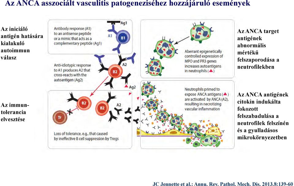 Az immuntolerancia elvesztése Az ANCA antigének citokin indukálta fokozott felszabadulása a