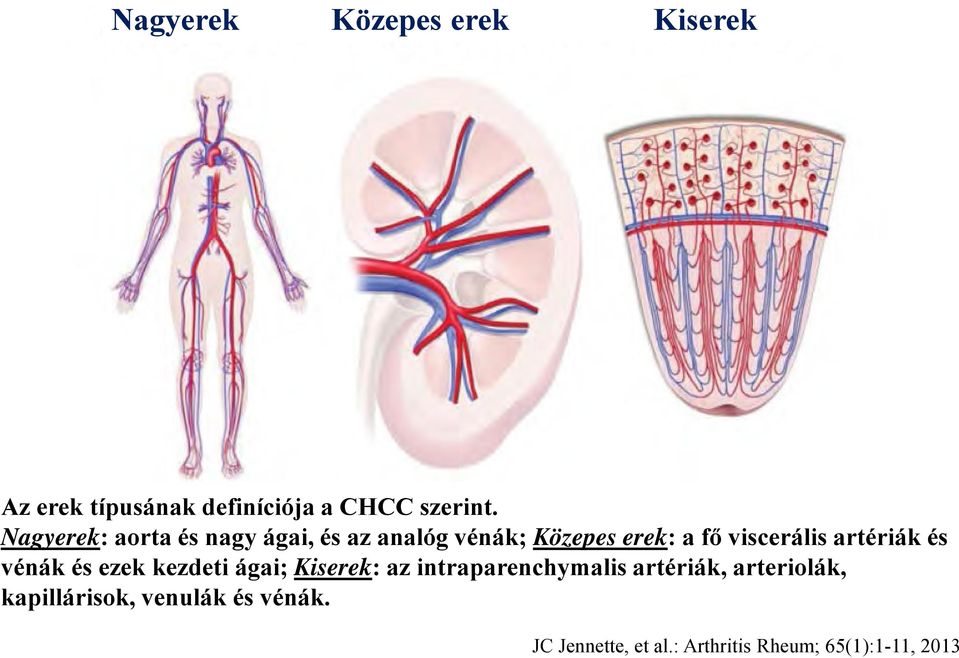 artériák és vénák és ezek kezdeti ágai; Kiserek: az intraparenchymalis artériák,