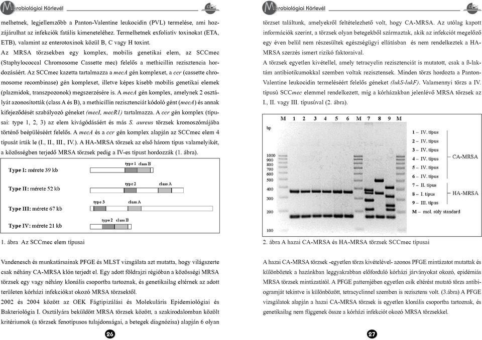 Az MRSA törzsekben egy komplex, mobilis genetikai elem, az SCCmec (Staphylococcal Chromosome Cassette mec) felelõs a methicillin rezisztencia hordozásáért.