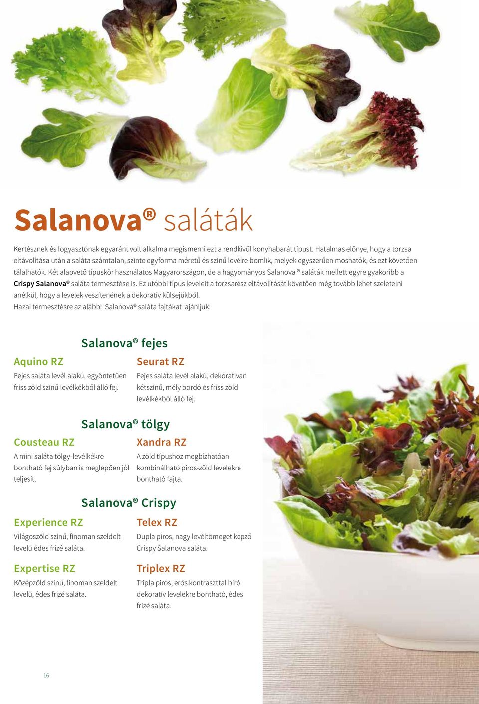 Két alapvető típuskör használatos Magyarországon, de a hagyományos Salanova saláták mellett egyre gyakoribb a Crispy Salanova saláta termesztése is.