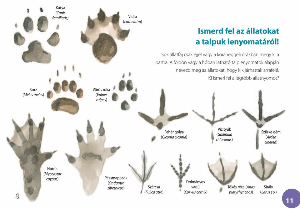 A földön vagy a hóban látható talplenyomatok alapján nevezd meg az állatokat, hogy kik járhattak arrafelé. Ki ismeri fel a legtöbb állatnyomot?