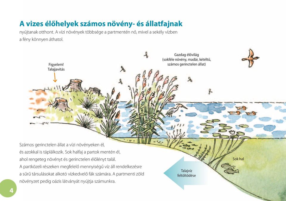 Talajjavítás Gazdag élővilág (sokféle növény, madár, kétéltű, számos gerinctelen állat) 4 Számos gerinctelen állat a vízi növényeken él, és azokkal is