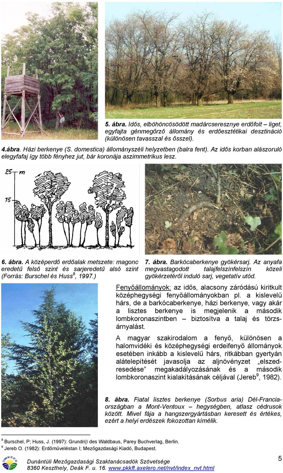 A középerdő erdőalak metszete: magonc eredetű felső szint és sarjeredetű alsó szint (Forrás: Burschel és Huss 8, 1997.) 7. ábra. Barkócaberkenye gyökérsarj.