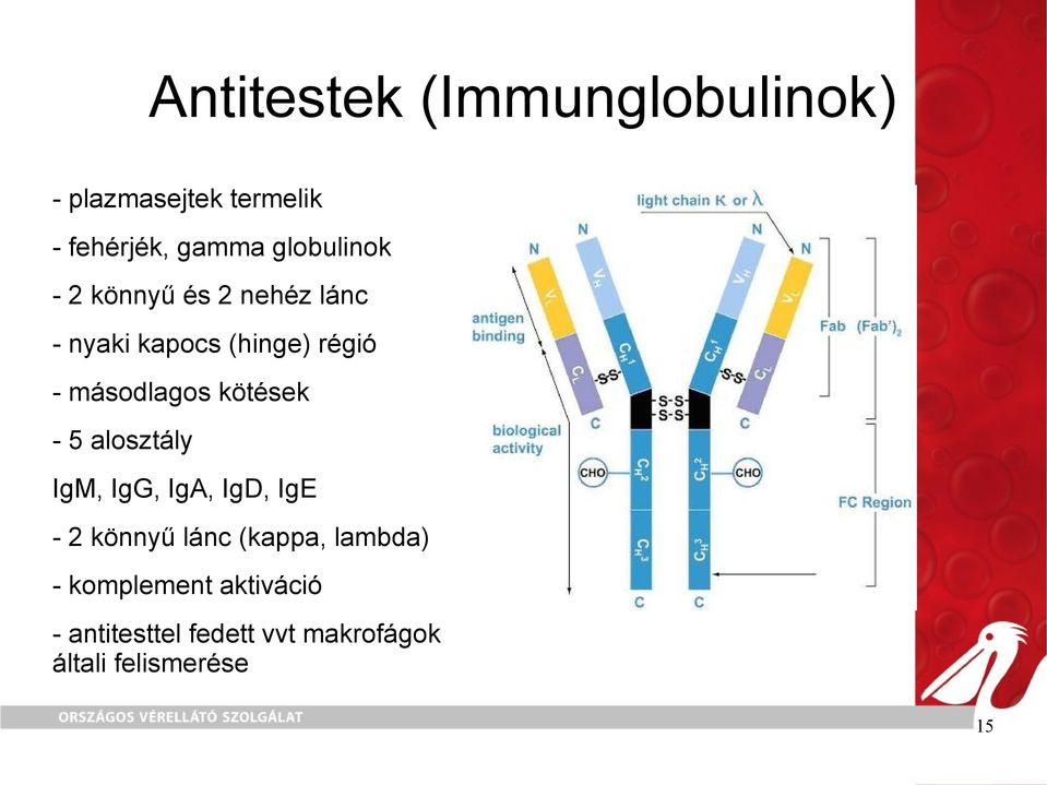 másodlagos kötések - 5 alosztály IgM, IgG, IgA, IgD, IgE - 2 könnyű lánc