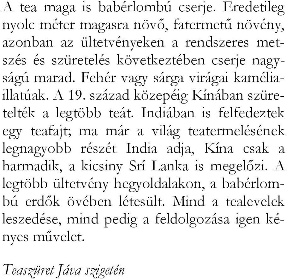 Fehér vagy sárga virágai kaméliaillatúak. A 19. század közepéig Kínában szüretelték a legtöbb teát.