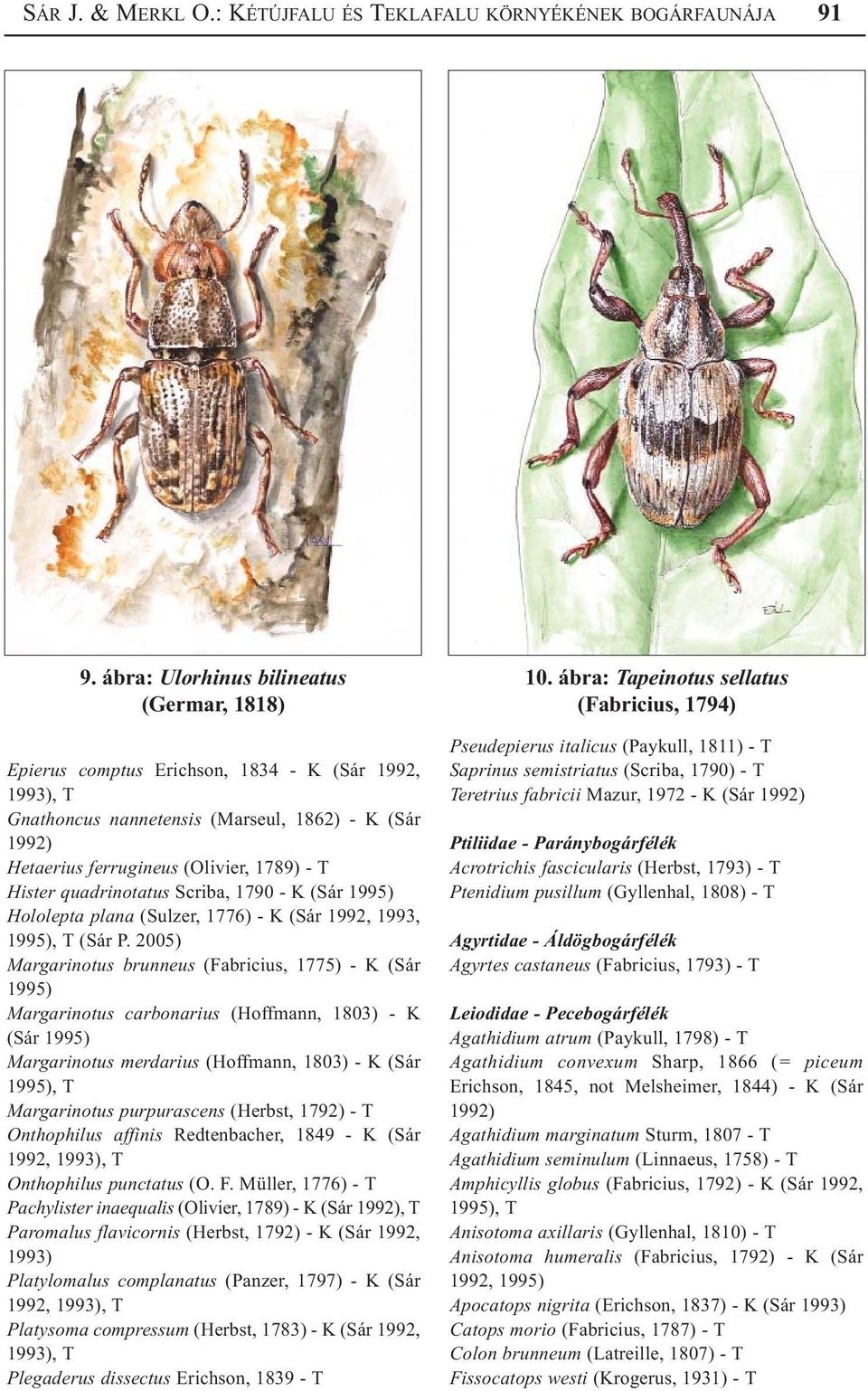 quadrinotatus Scriba, 1790 - K (Sár 1995) Hololepta plana (Sulzer, 1776) - K (Sár 1992, 1993, 1995), T (Sár P.