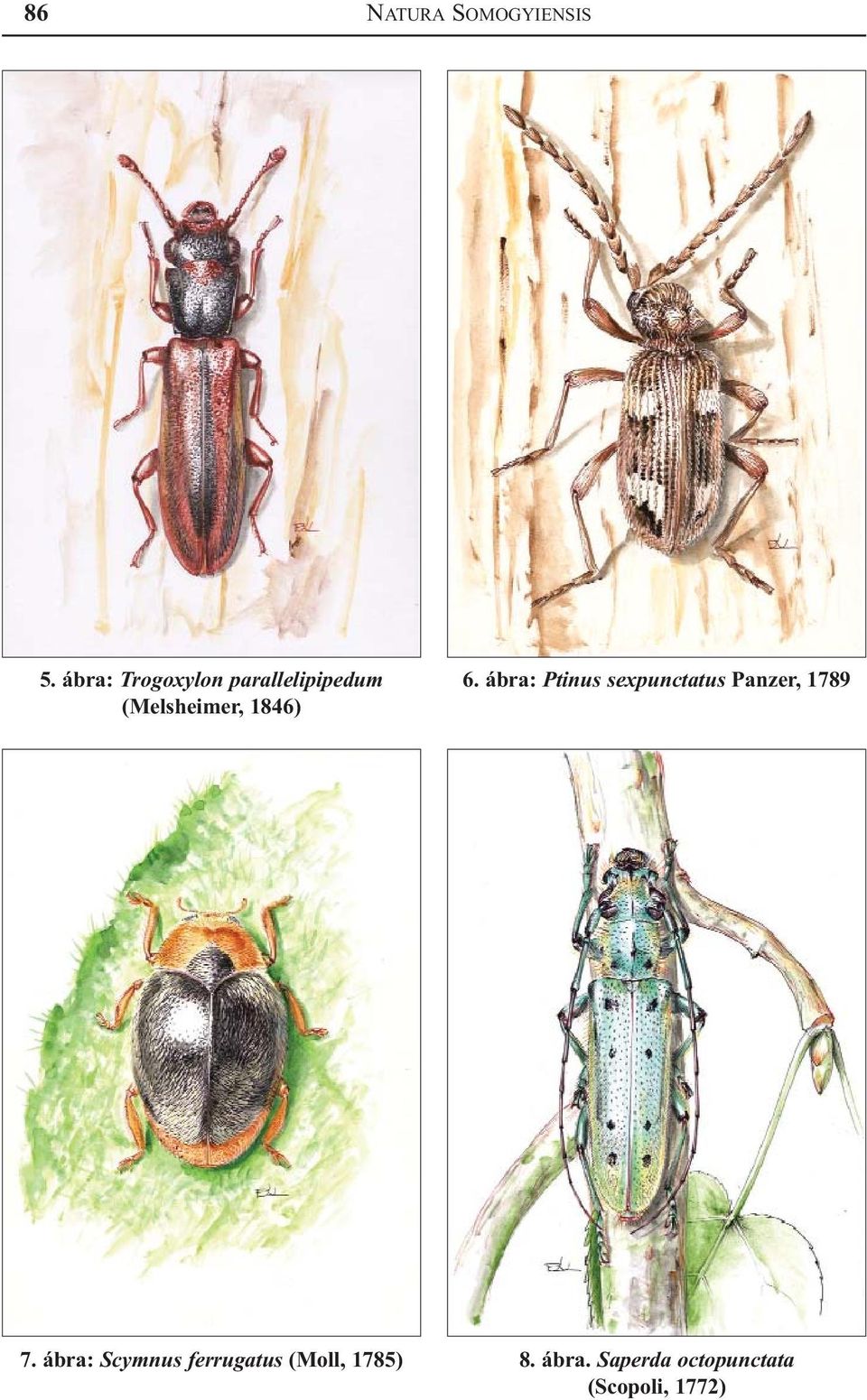 1846) 6. ábra: Ptinus sexpunctatus Panzer, 1789 7.