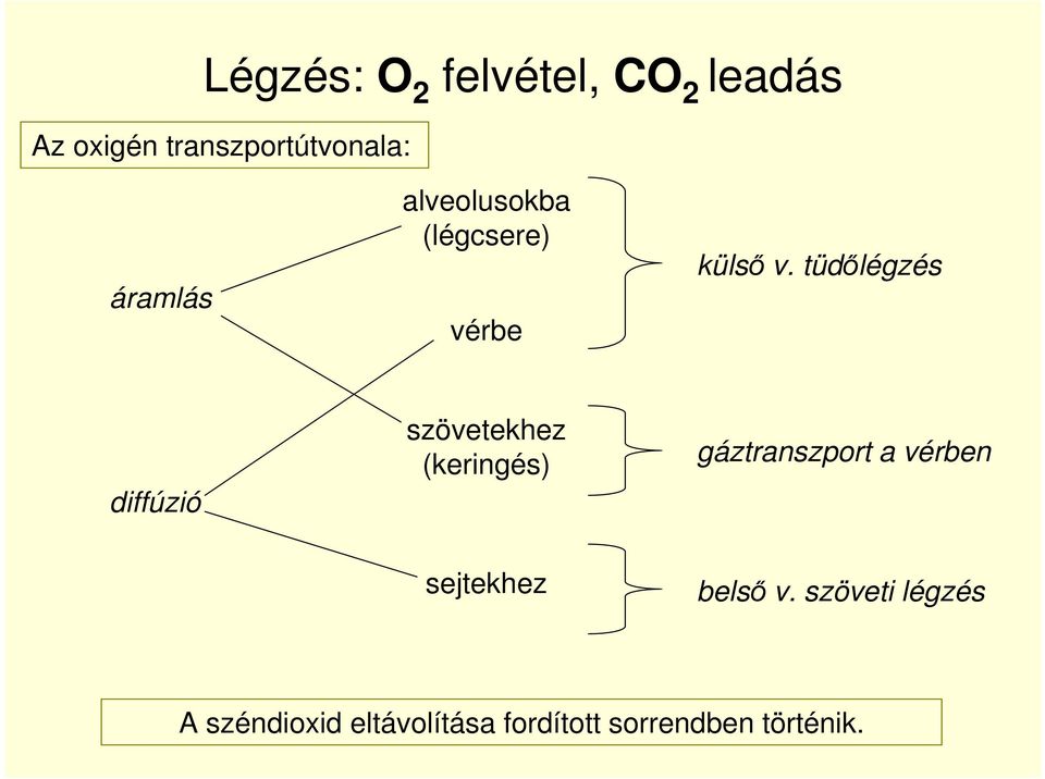 tüdılégzés diffúzió szövetekhez (keringés) gáztranszport a vérben