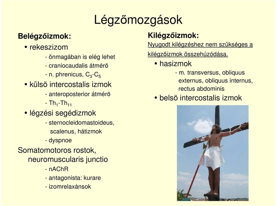 scalenus, hátizmok - dyspnoe Somatomotoros rostok, neuromuscularis junctio - nachr - antagonista: kurare - izomrelaxánsok