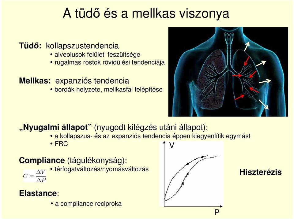 állapot (nyugodt kilégzés utáni állapot): a kollapszus- és az expanziós tendencia éppen kiegyenlítik