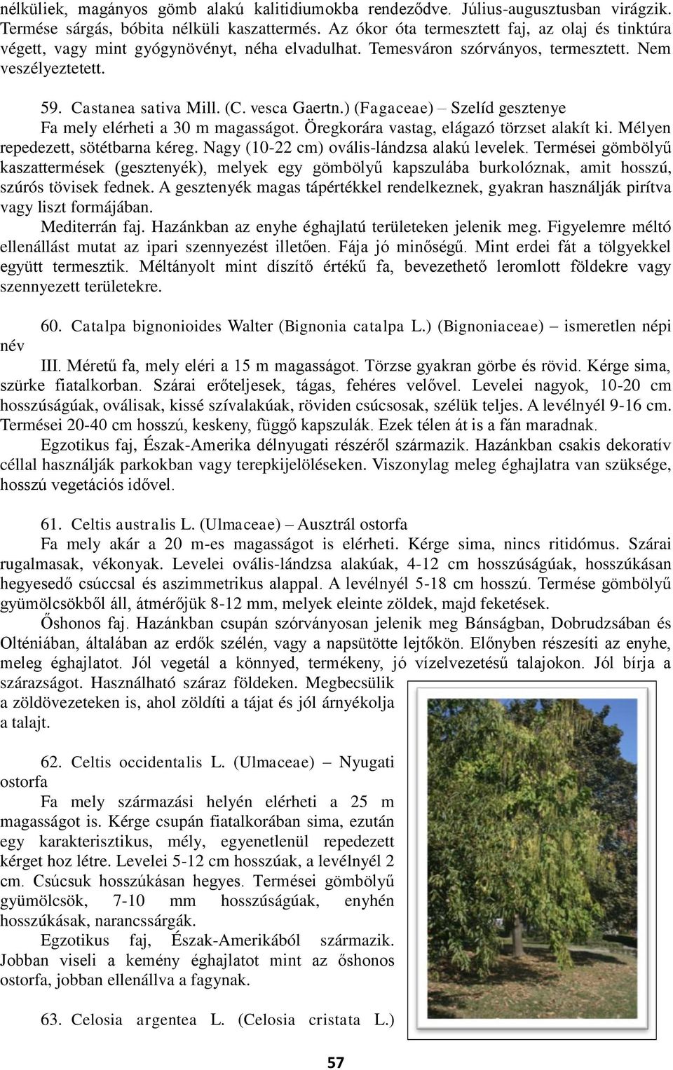 ) (Fagaceae) Szelíd gesztenye Fa mely elérheti a 30 m magasságot. Öregkorára vastag, elágazó törzset alakít ki. Mélyen repedezett, sötétbarna kéreg. Nagy (10-22 cm) ovális-lándzsa alakú levelek.