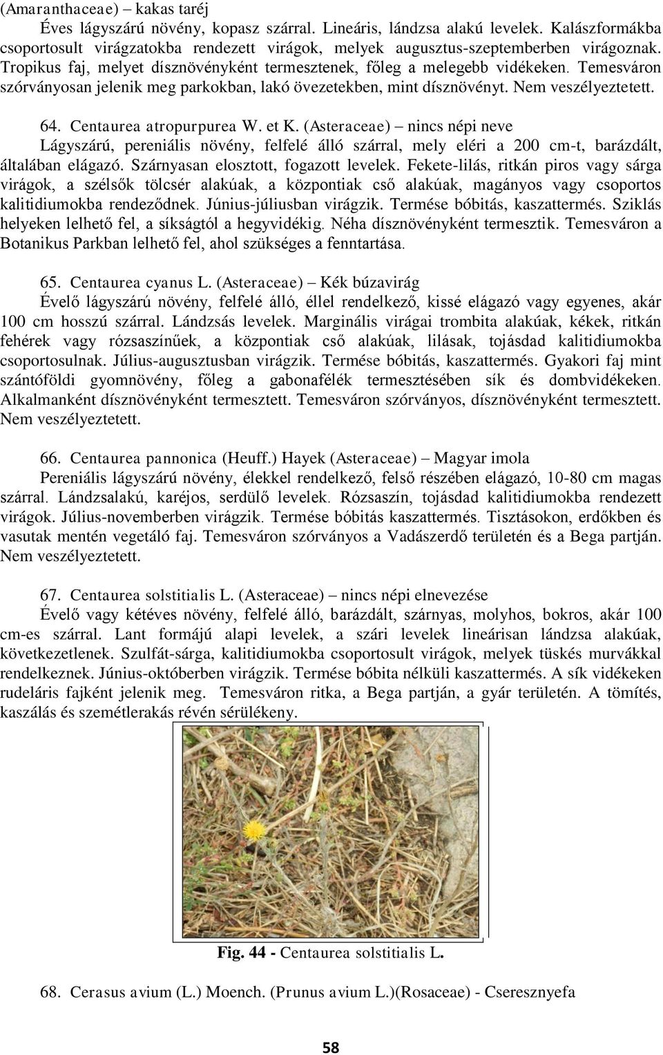 Temesváron szórványosan jelenik meg parkokban, lakó övezetekben, mint dísznövényt. Nem veszélyeztetett. 64. Centaurea atropurpurea W. et K.