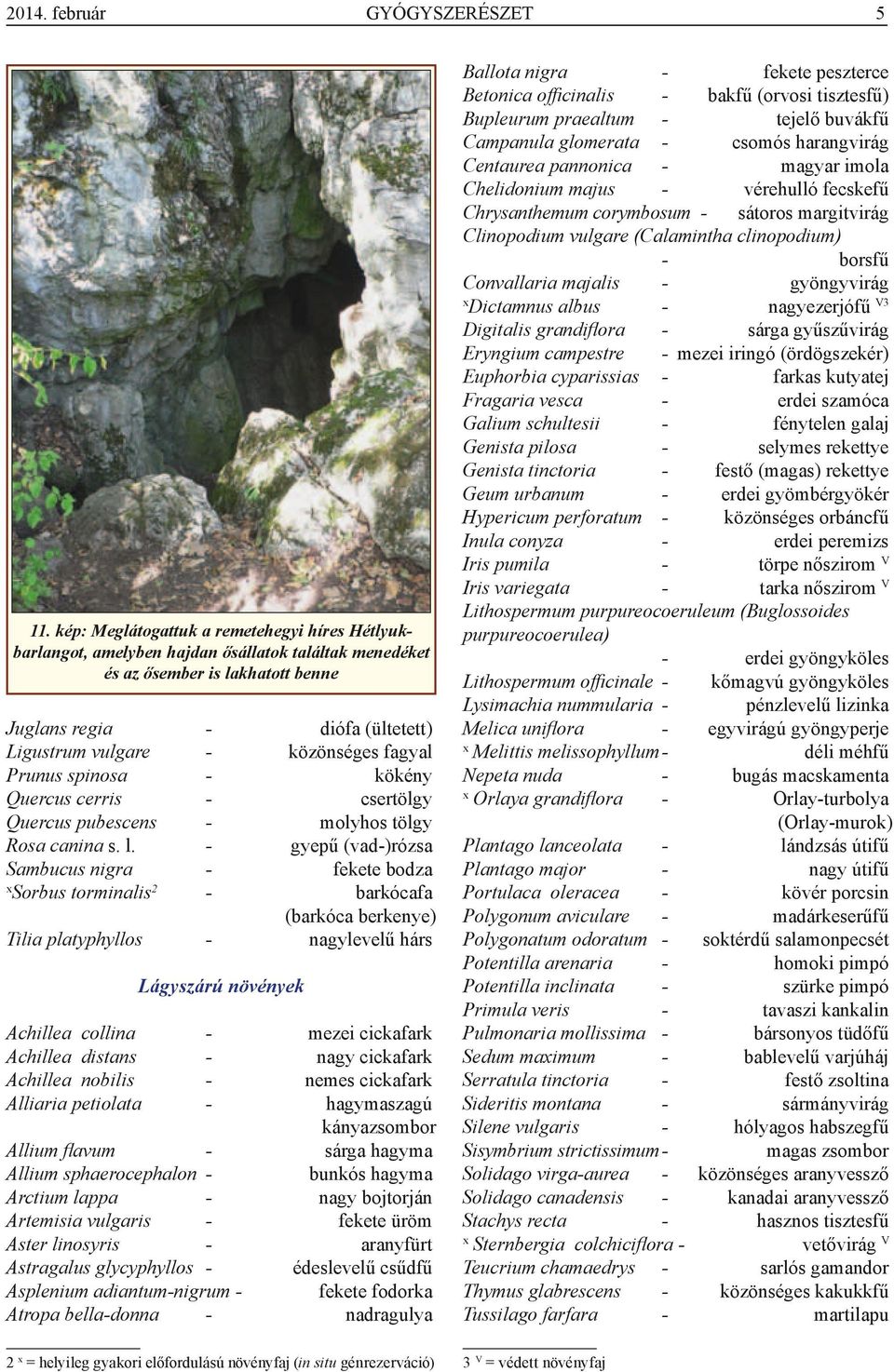 gyepű (vad)rózsa Sambucus nigra fekete bodza Sorbus torminalis2 barkócafa (barkóca berkenye) Tilia platyphyllos nagylevelű hárs Lágyszárú növények Achillea collina Achillea distans Achillea nobilis