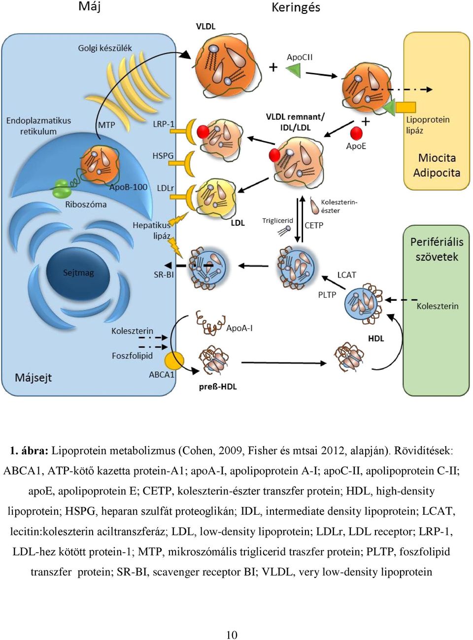 transzfer protein; HDL, high-density lipoprotein; HSPG, heparan szulfát proteoglikán; IDL, intermediate density lipoprotein; LCAT, lecitin:koleszterin