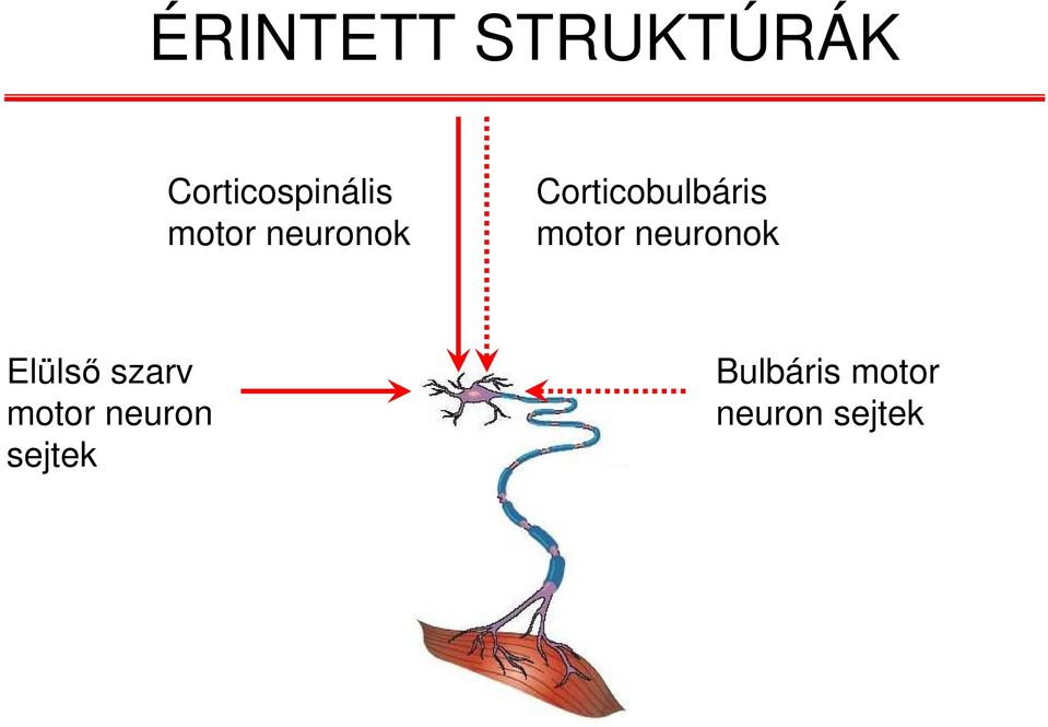 motor neuronok Elülső szarv motor