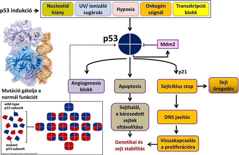 blokk Apoptosis Sejtciklus stop Sejt öregedés Sejthalál, a károsodott sejtek