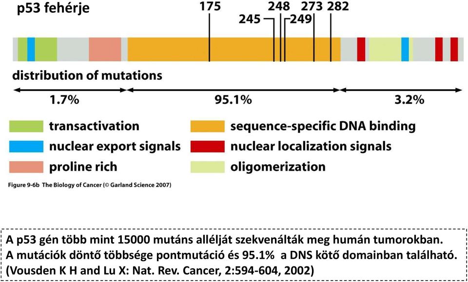 A mutációk döntő többsége pontmutáció és 95.