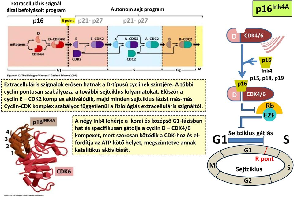 Először a cyclin E CDK2 komplex aktiválódik, majd minden sejtciklus fázist más-más Cyclin-CDK komplex szabályoz függetlenül a fiziológiás extracelluláris szignáltól.