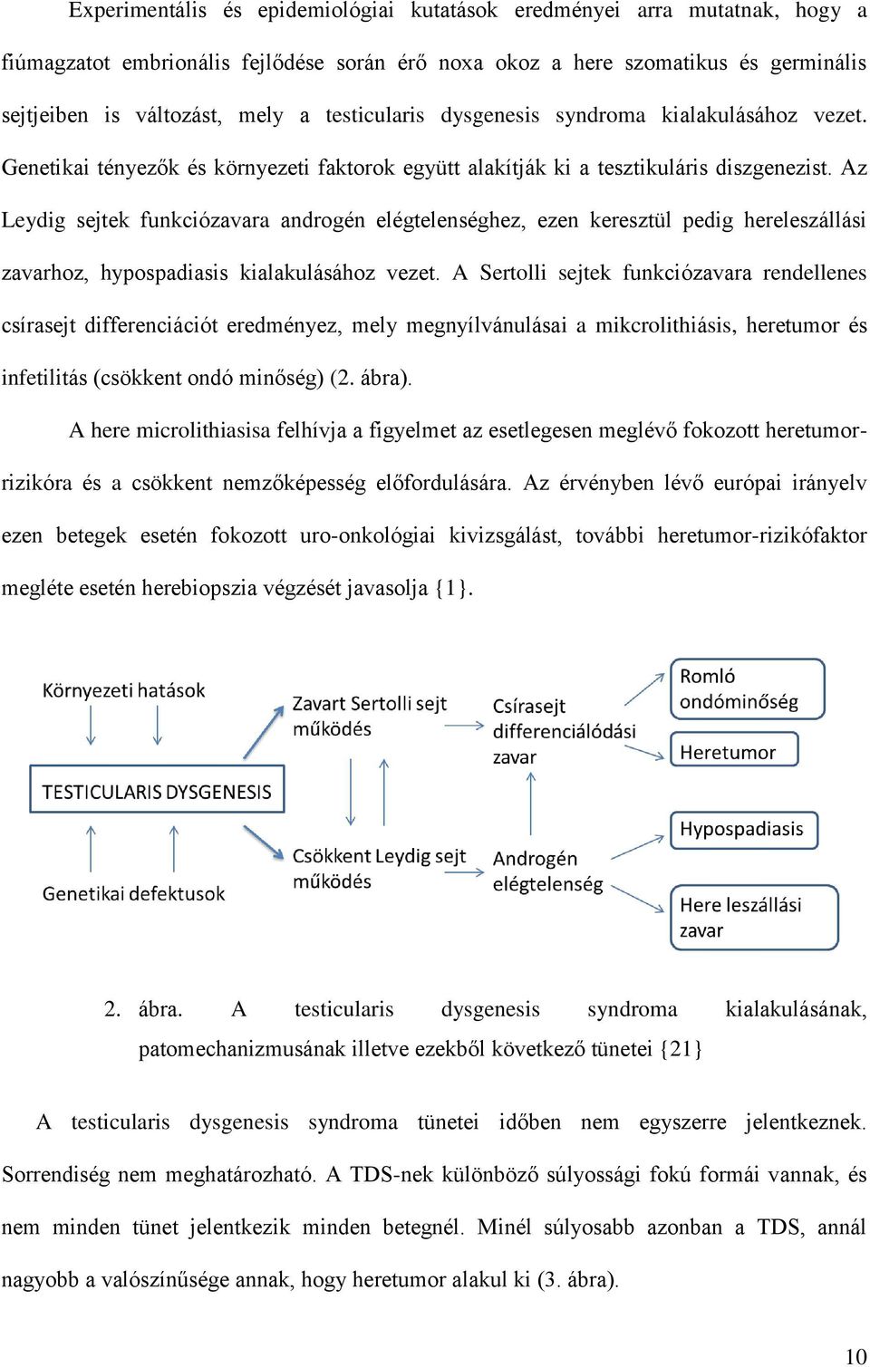 Az Leydig sejtek funkciózavara androgén elégtelenséghez, ezen keresztül pedig hereleszállási zavarhoz, hypospadiasis kialakulásához vezet.