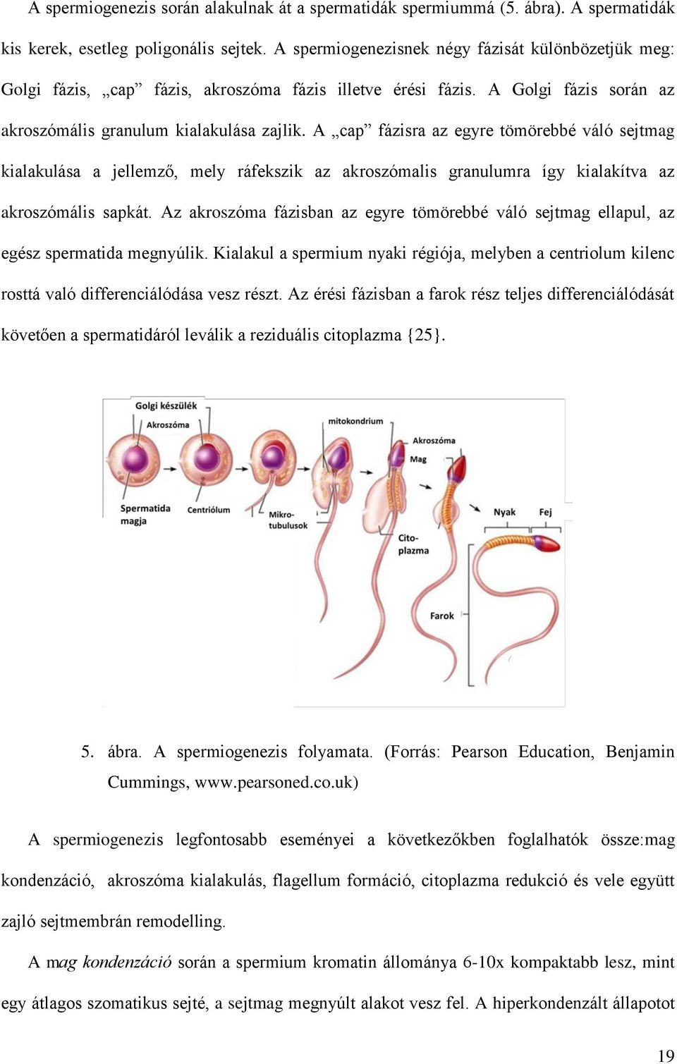 A cap fázisra az egyre tömörebbé váló sejtmag kialakulása a jellemző, mely ráfekszik az akroszómalis granulumra így kialakítva az akroszómális sapkát.