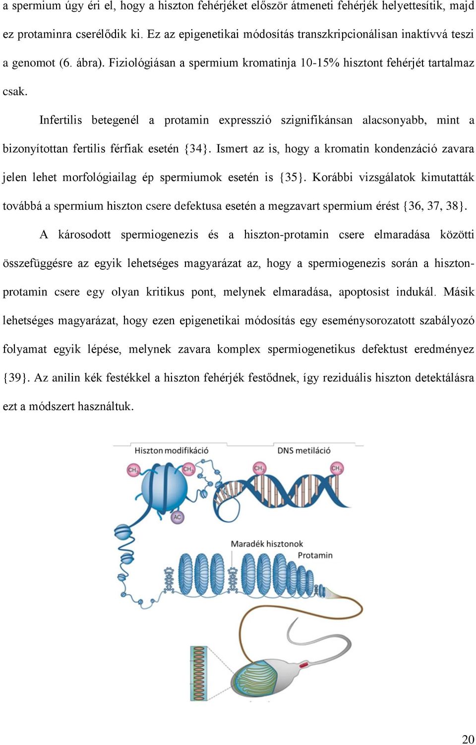 Infertilis betegenél a protamin expresszió szignifikánsan alacsonyabb, mint a bizonyítottan fertilis férfiak esetén {34}.