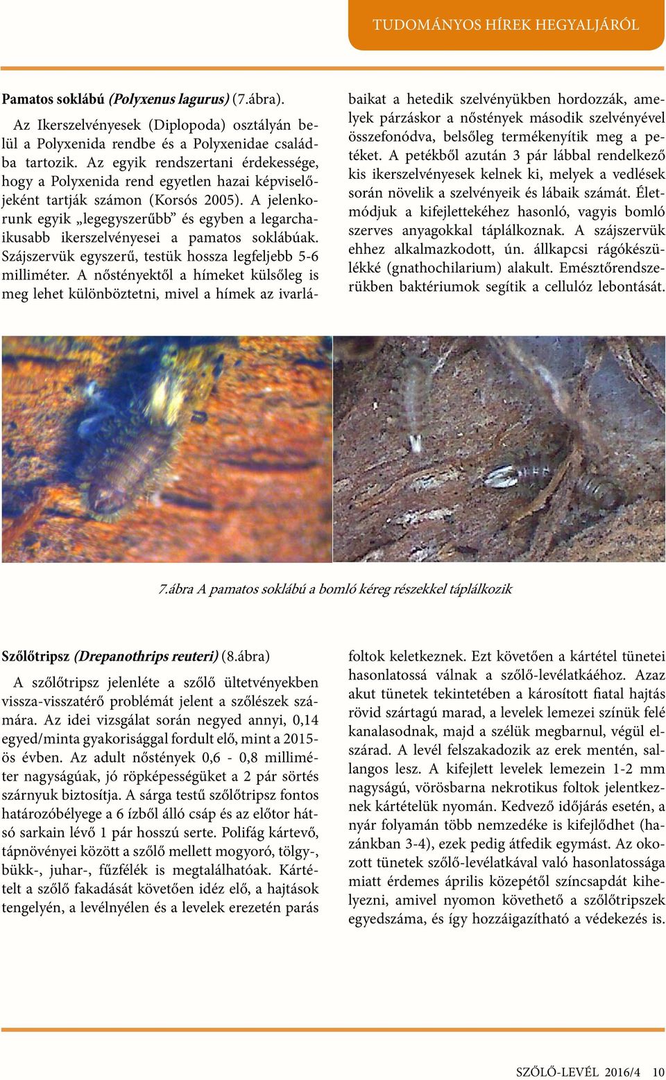 A jelenkorunk egyik legegyszerűbb és egyben a legarchaikusabb ikerszelvényesei a pamatos soklábúak. Szájszervük egyszerű, testük hossza legfeljebb 5-6 milliméter.