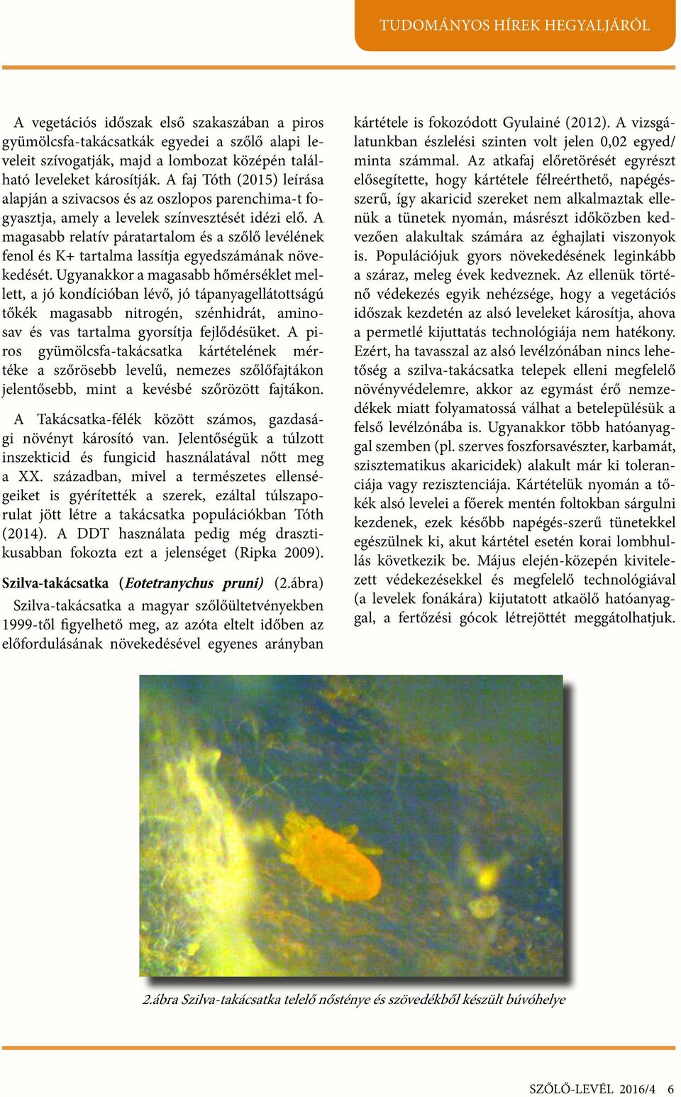 A magasabb relatív páratartalom és a szőlő levélének fenol és K+ tartalma lassítja egyedszámának növekedését.