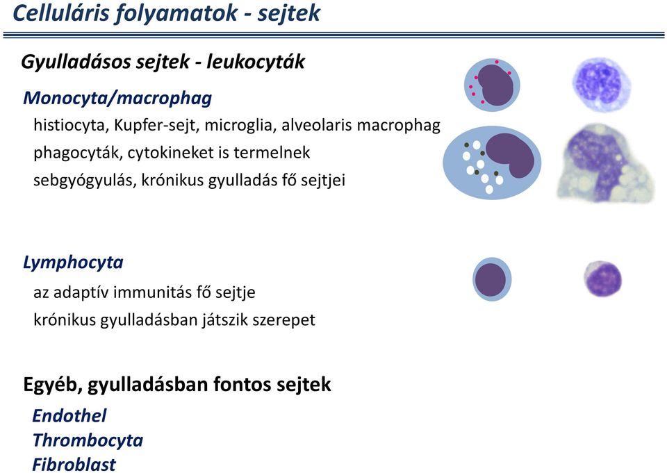 termelnek sebgyógyulás, krónikus gyulladás fő sejtjei Lymphocyta az adaptív immunitás fő